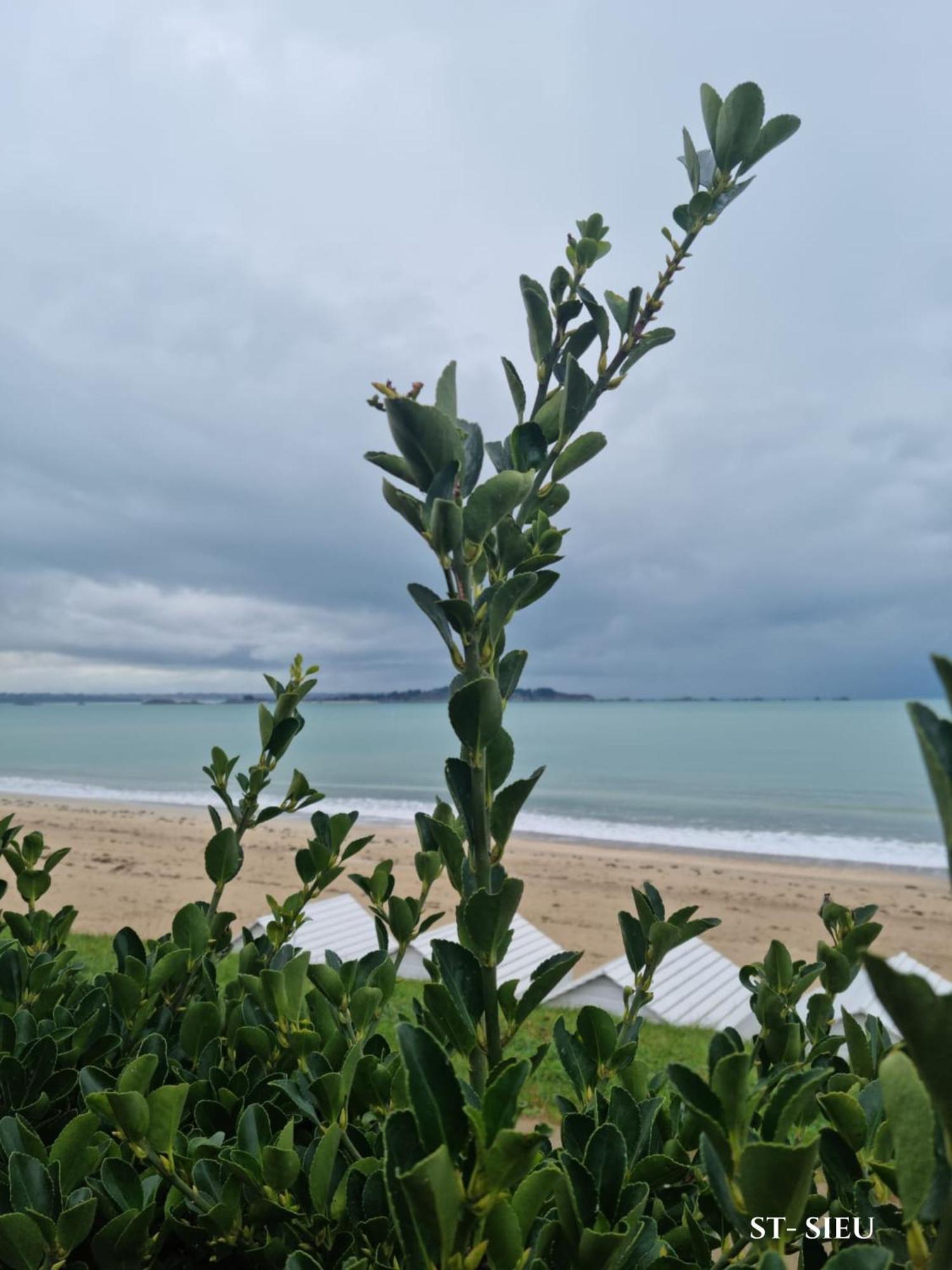 Le Mistral Du Centre Ville ,Chaleureux A 2 Min De La Plage Dinard Dış mekan fotoğraf